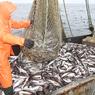 Уловы серьёзно отстают от прошлогодних