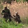 Восемь украинских военных попали в плен в ДНР