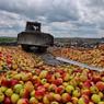 Москва побеждает в пятилетней яблочной войне