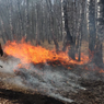 Хабаровский край оказался на шестом месте по лесным пожарам в России весной 2022 года