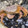 Учёные посчитали рыбу и крабов в Охотском море