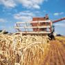 России угрожает рекордный урожай