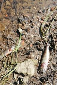 Мор рыбы и неприятный запах наблюдаются на реке Дубна около двух недель