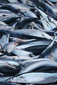 Объём добычи водных биоресурсов в России в этом году составил более 4 млн тонн