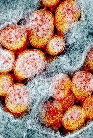 Китайские врачи описали повторное заражение коронавирусом пациентов с антителами
