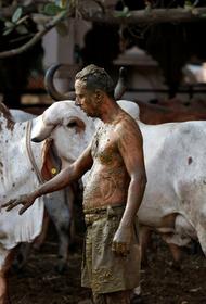 Индусы мажутся коровьим навозом, чтобы спастись от коронавируса