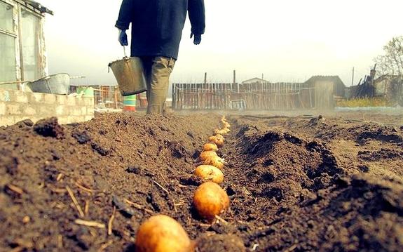 В России борются с бедностью. Чиновники предложили не считать бедными тех, кто может выращивать картошку