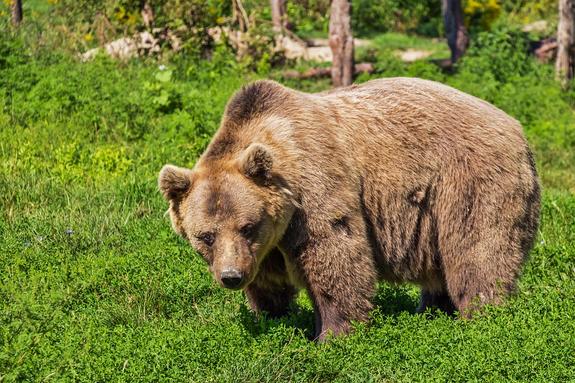 Медведь залез в дом, закрыл замок изнутри и уснул на шкафу