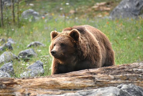 В Хабаровском крае медведь эксгумировал покойного