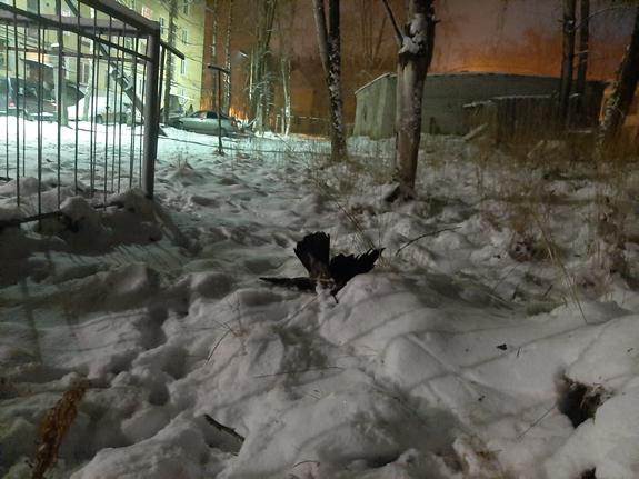 В Карелии в соцсетях пишут о желтом снеге и гибели птиц в городе Сегеже