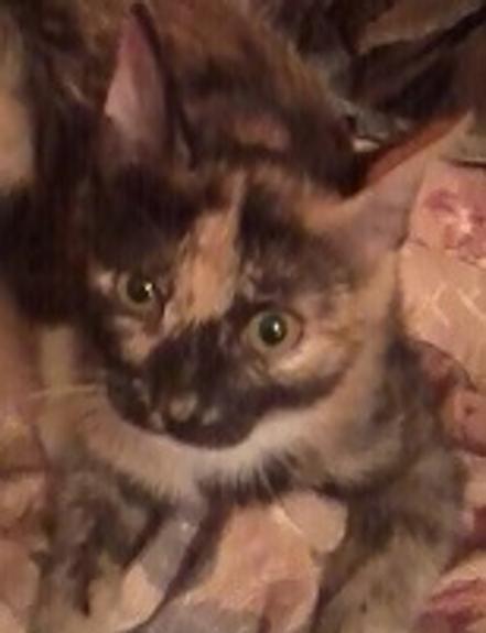 Кризис и коты