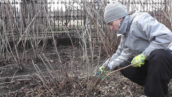 Какие работы сахалинским огородникам нужно делать в апреле
