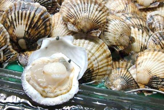 Японское море богато моллюсками