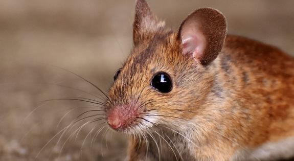 Физические упражения помогают сохранить здоровым мозг