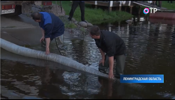 В Неве будут плавать 90 тысяч особей атлантического лосося