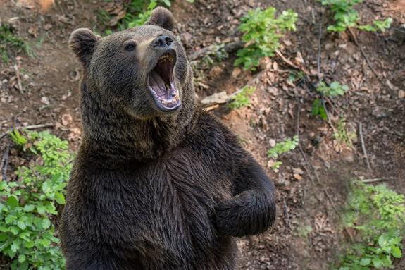 Беспородный пес спас хозяйку от медведя ценой своей жизни