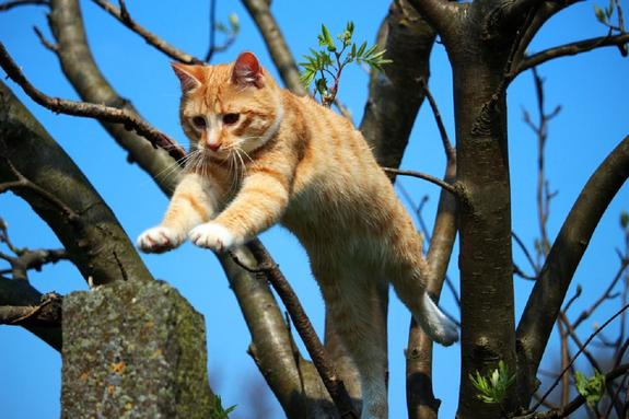 Самые знаменитые актеры-коты