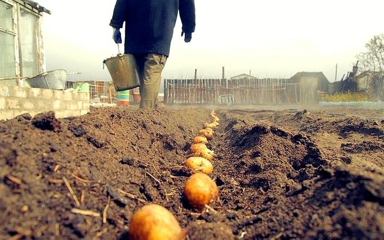 В России борются с бедностью. Чиновники предложили не считать бедными тех, кто может выращивать картошку