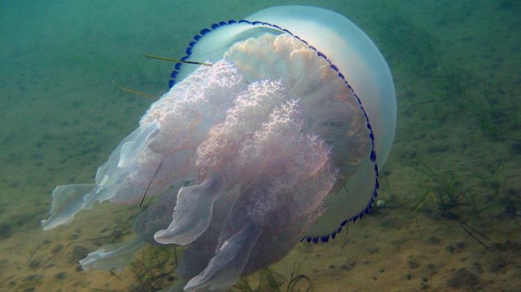 Корнерот медуза в азовском море