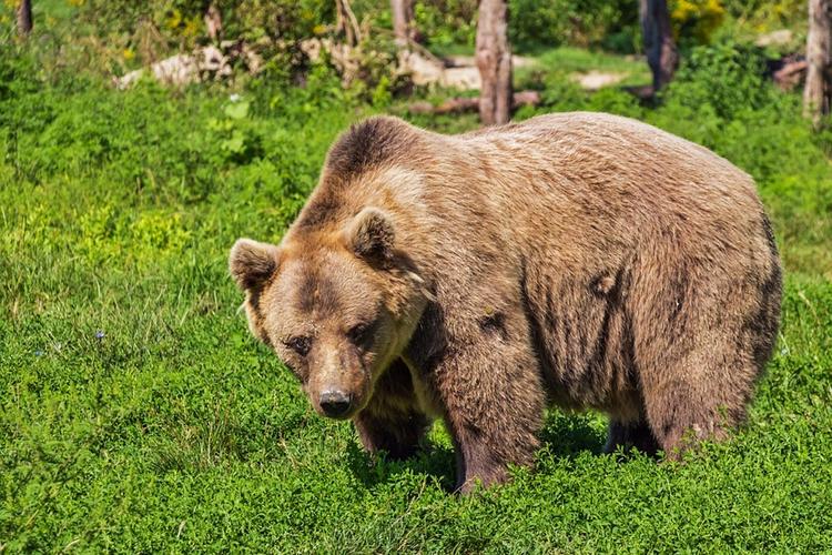 В Якутии медведь убил бывшего депутата