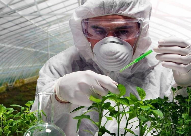 Чем опасно употребление ГМО и что такое акваконституция