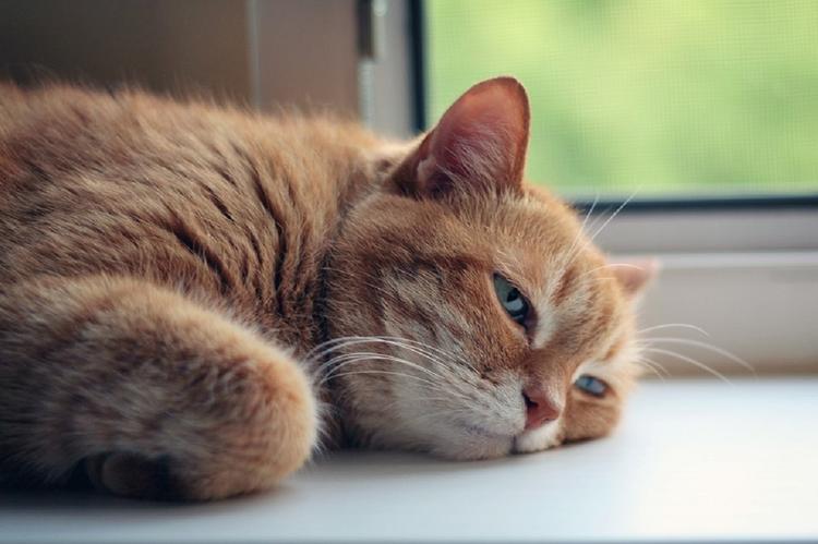 Ученые: кошки преданы хозяевам не меньше собак
