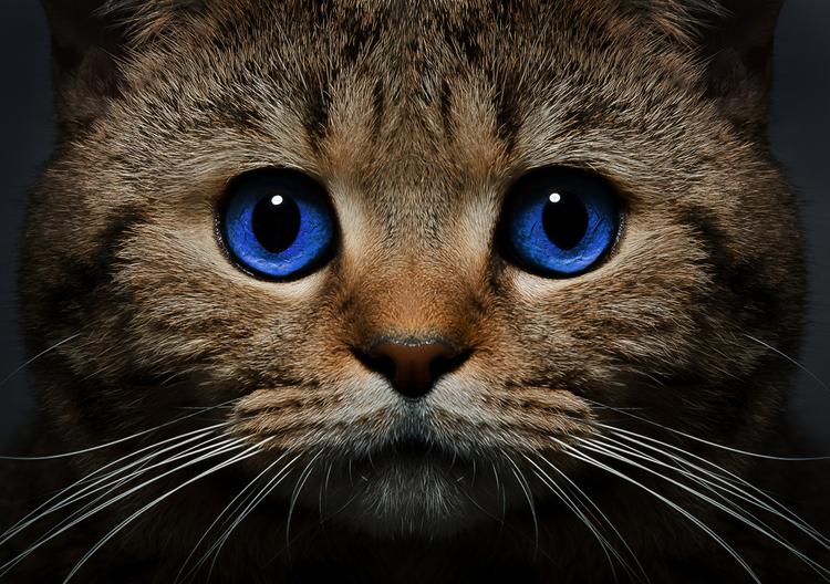 «Кошачий СПИД». Им болеют и бездомные животные и домашние любимцы, но опасен ли он для человека?