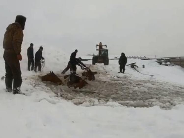 В Иглинском районе Башкирии 11 лошадей провалились под лед