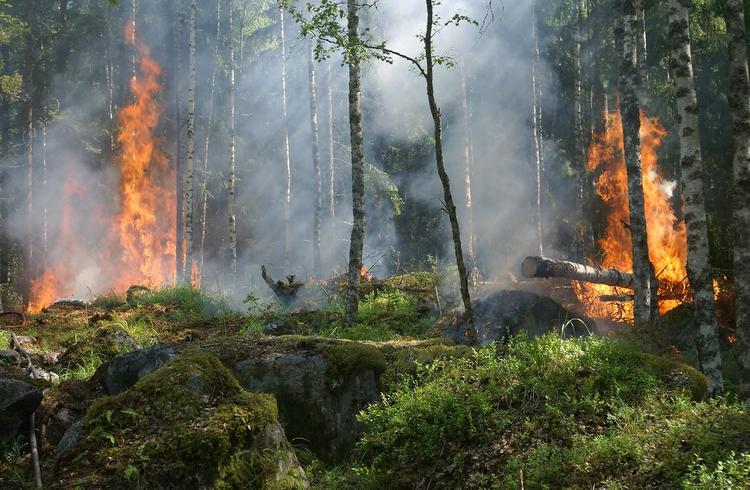 Около Чернобыльской АЭС начался второй лесной пожар