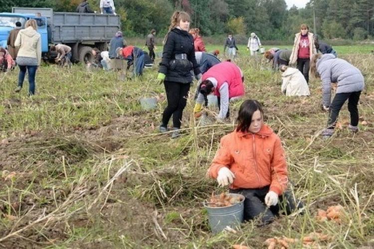 Студентов и заключенных отправят на уборку урожая