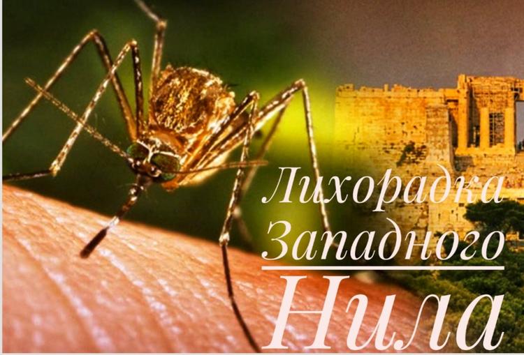 Болезнь, убивающая миллионы. О Лихорадке Западного Нила