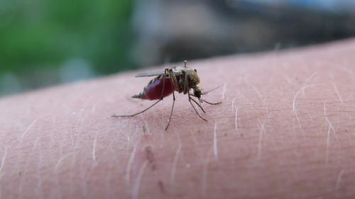 Эксперт назвал эффективные средства против «агрессивных» комаров