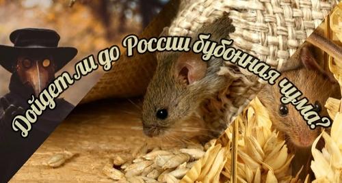 Бубонная чума в Монголии: как избежать заражения в России