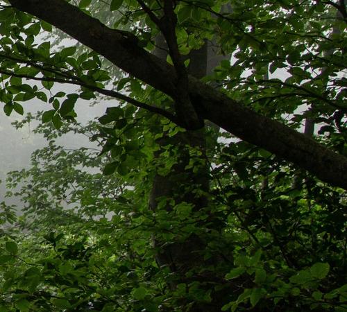 В лесу недалеко от Сергиева Посада грибники нашли тело женщины