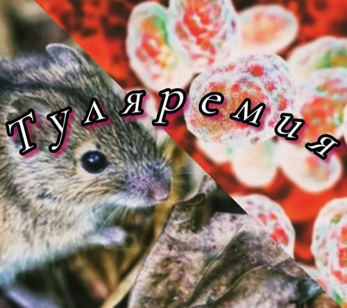 В Смоленской области зафиксировали возбудителя опасного инфекционного заболевания