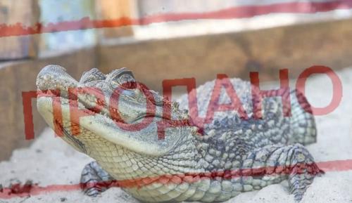 «Такие забавные» умирающие животные: как черный рынок удовлетворяет наш спрос на «ми-ми-ми»