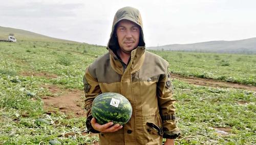 В Бурятии начался сбор арбузов