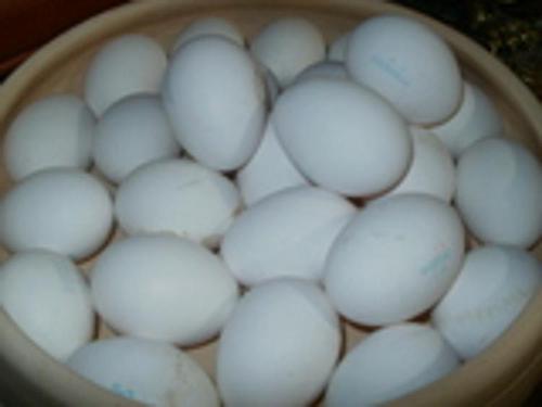 Врач-диетолог посоветовал полезные для здоровья человека жирные продукты