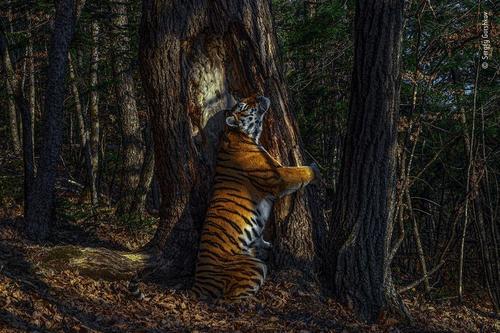 Один снимок из почти 50 тысяч претендентов. Российский фотограф получил престижную лондонскую премию