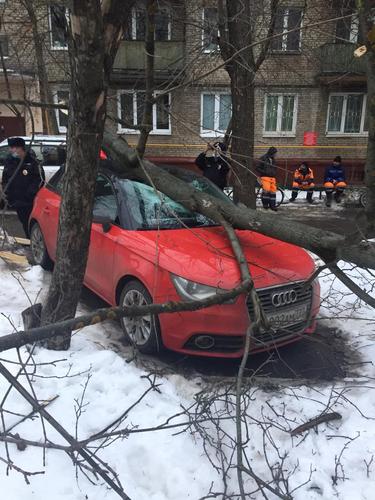 Дерево преткновения: почему московские коммунальщики боятся вырубать прогнивший и падающий на головы сухостой во дворах?