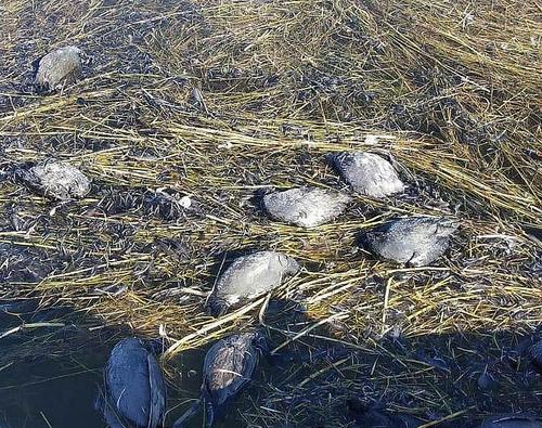 В Дагестане зафиксирована массовая гибель птиц