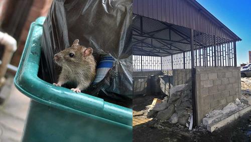 Контейнерные площадки новых микрорайонов Иркутска оккупировали крысы