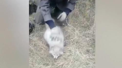 Видео: Спасение животных из заброшенного колодца сотрудниками УМВД России