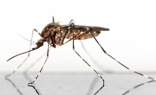 Роспотребнадзор предупредил о появлении осенью в РФ комаров-переносчиков лихорадки Западного Нила
