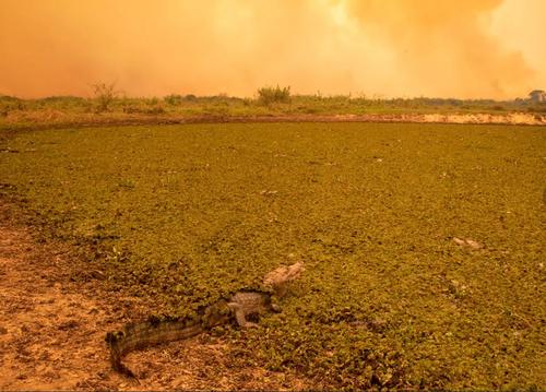 В Амазонке небывалая засуха