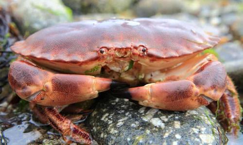 Силовые кабели, проложенные на морском дне, уничтожают популяцию крабов