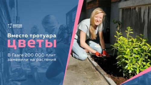 В Гааге двести тысяч тротуарных плит заменили на растения