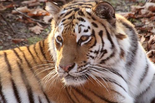 ИИ научат вести учёт исчезающих амурских тигров и дальневосточных леопардов