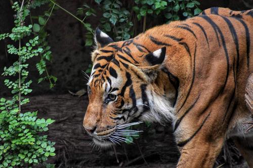 В Приморье возбуждено уголовное дело после убийства краснокнижного амурского тигра