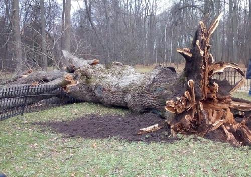 В музее-заповеднике Ивана Тургенева ураганный ветер повалил 198-летний дуб, посаженный писателем